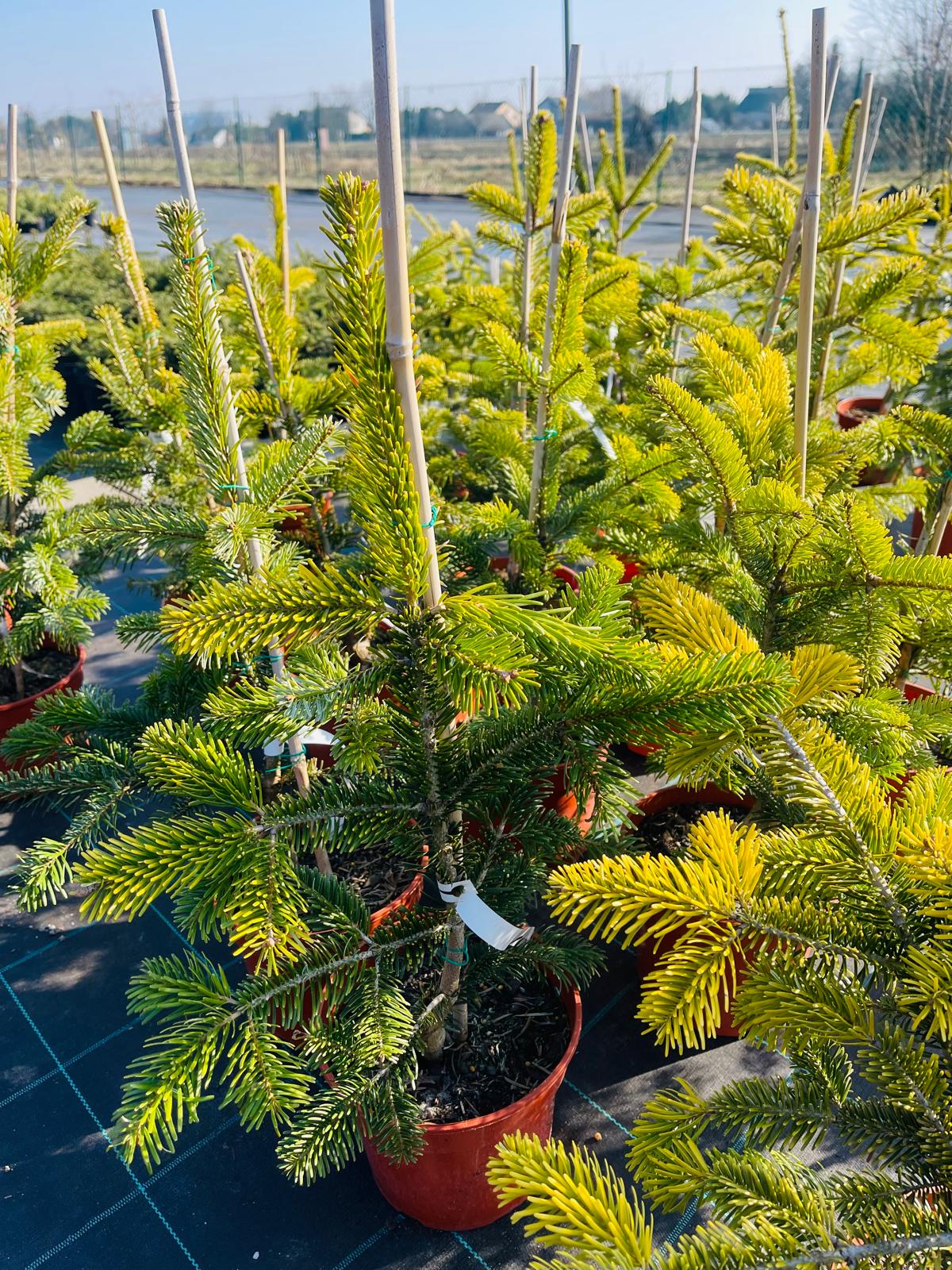 plant032 - Szkółka Ula Milczanowska